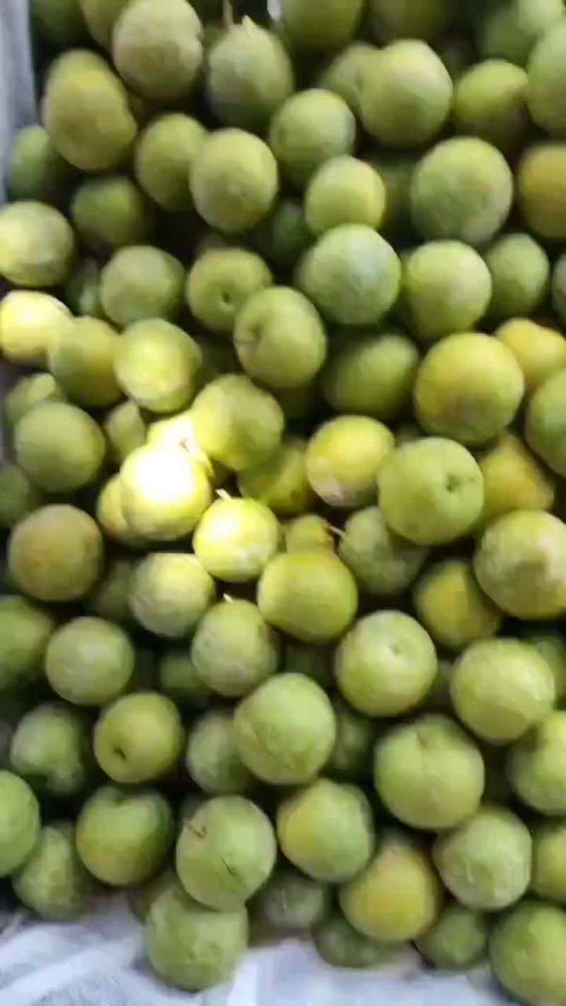 青脆李上市了，口感脆甜，需要的老板联系我！