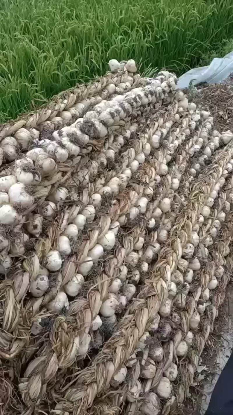一点红蒜种