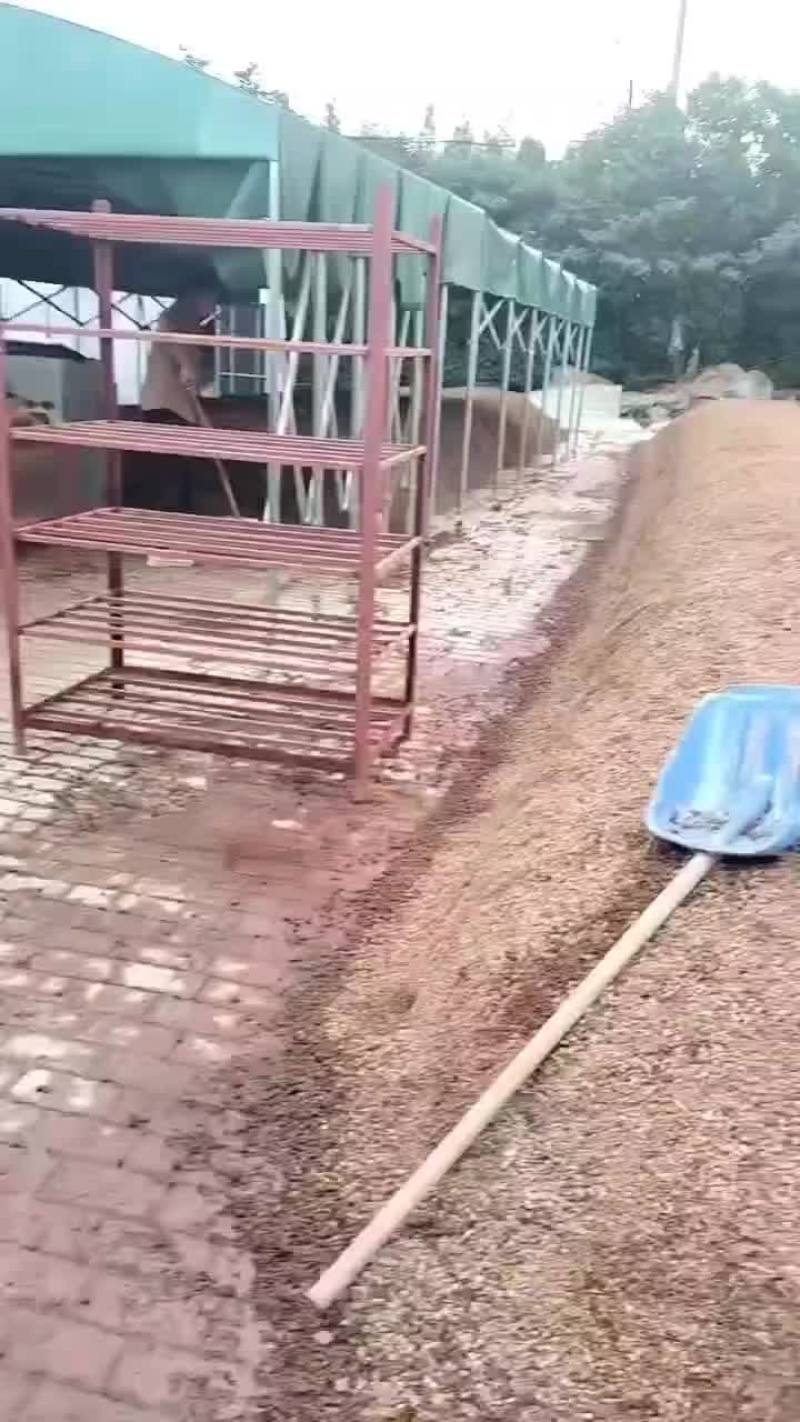 常年出售平菇榆黄蘑等出菇菌包