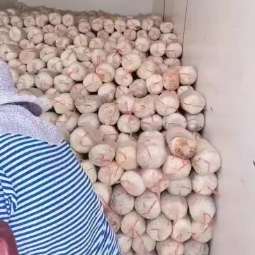 常年出售平菇榆黄蘑等出菇菌包