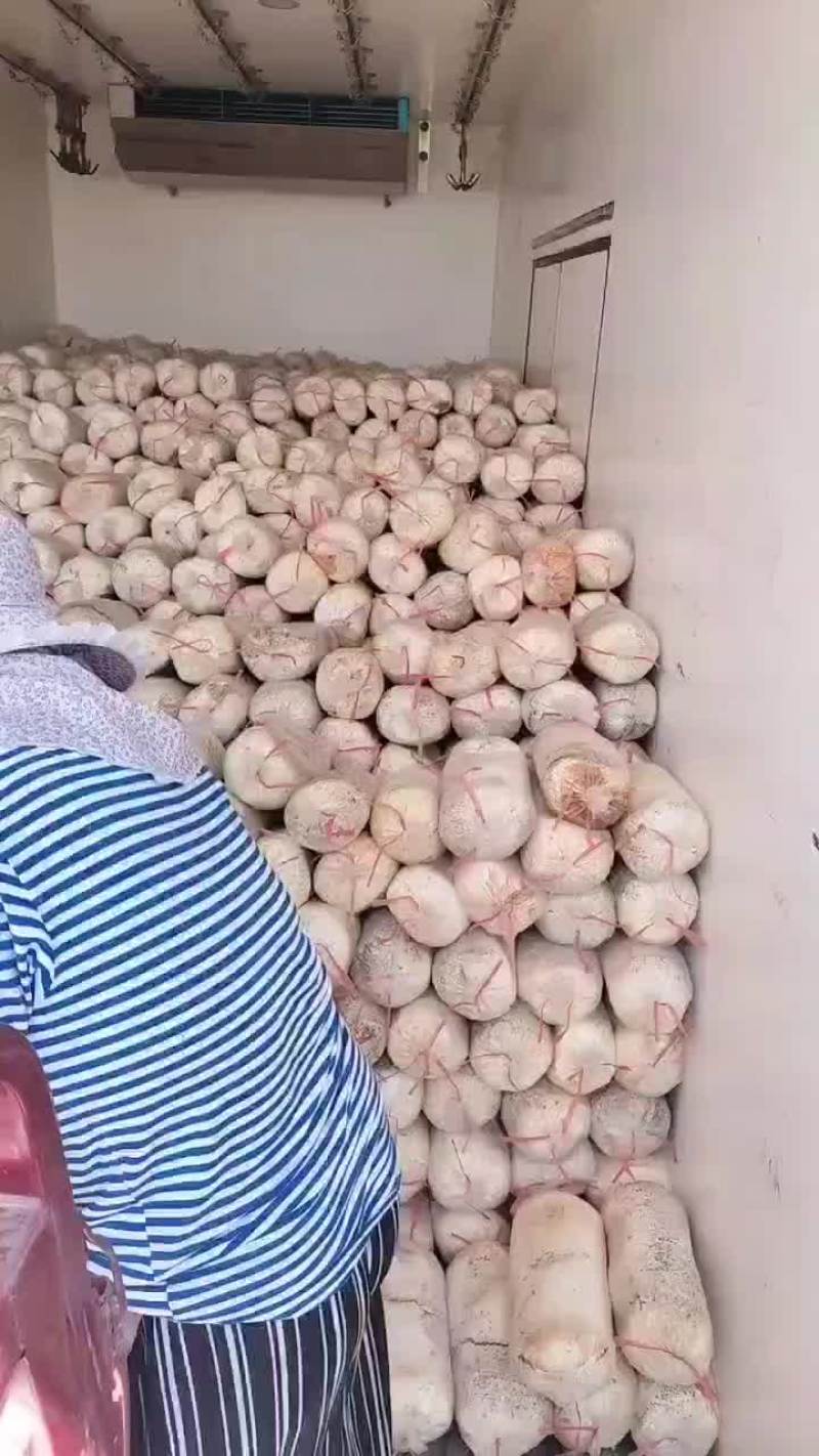常年出售平菇榆黄蘑等出菇菌包