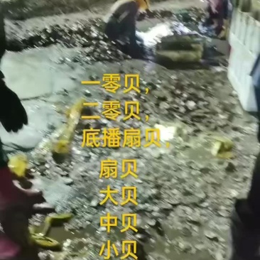 扇贝