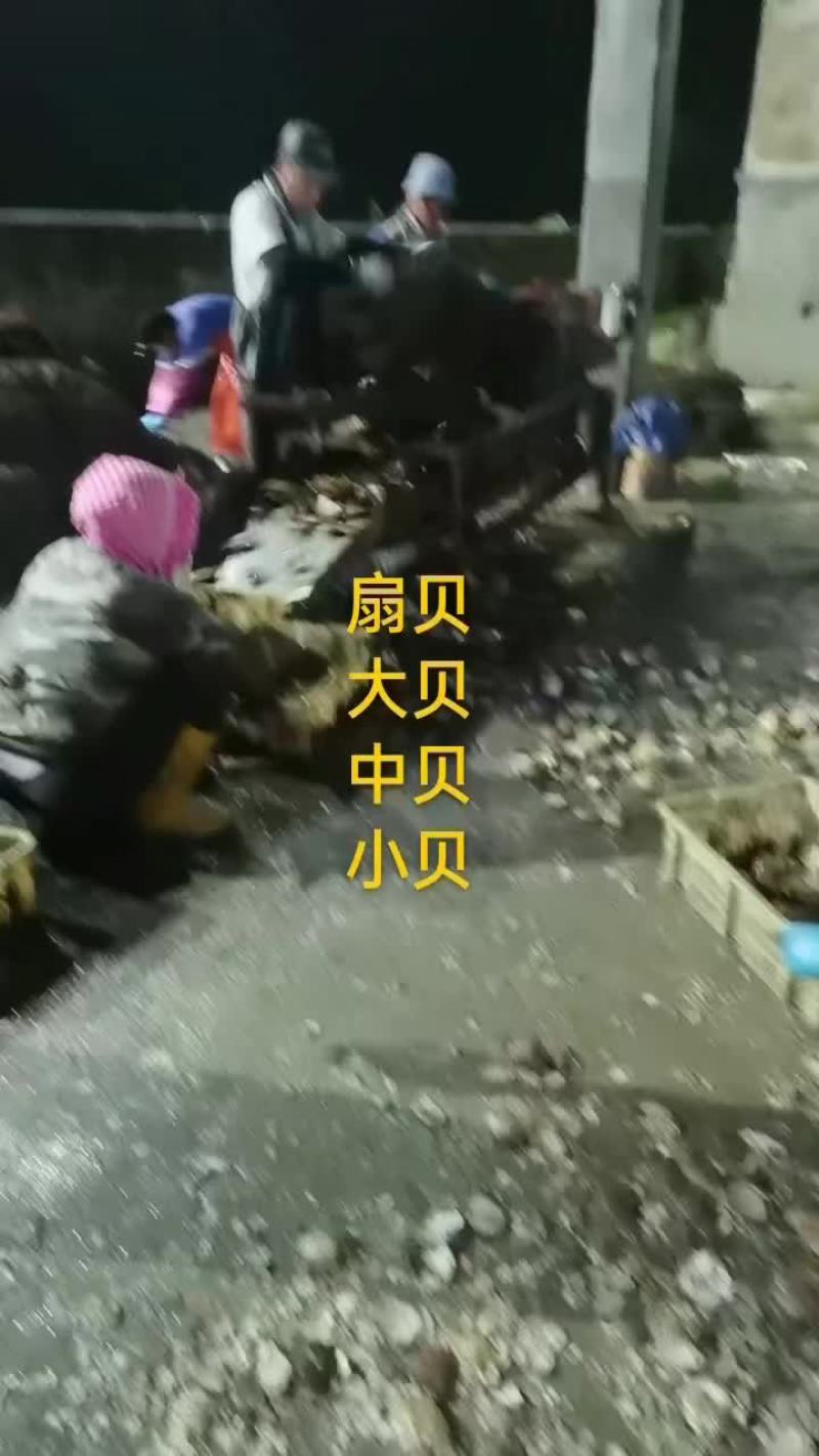 扇贝