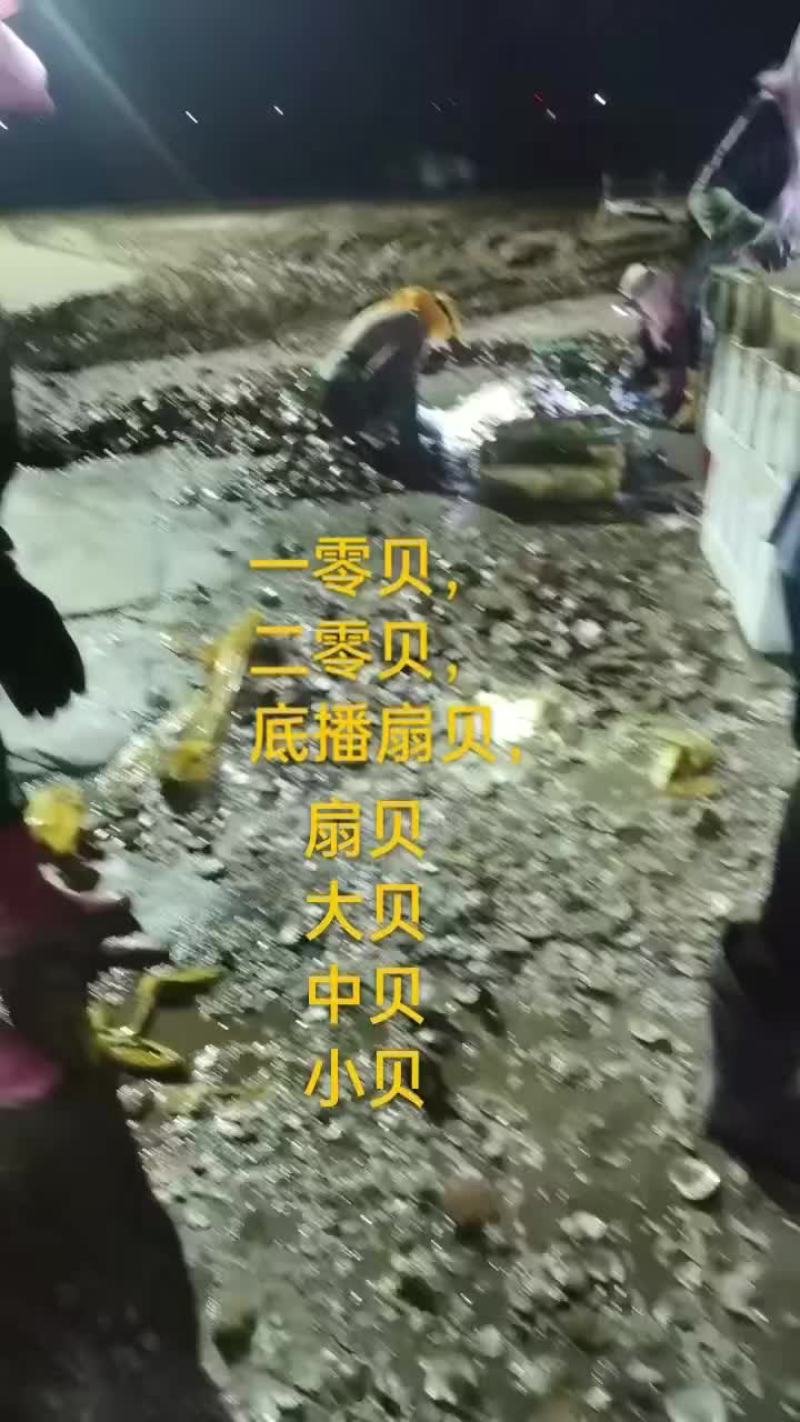 扇贝