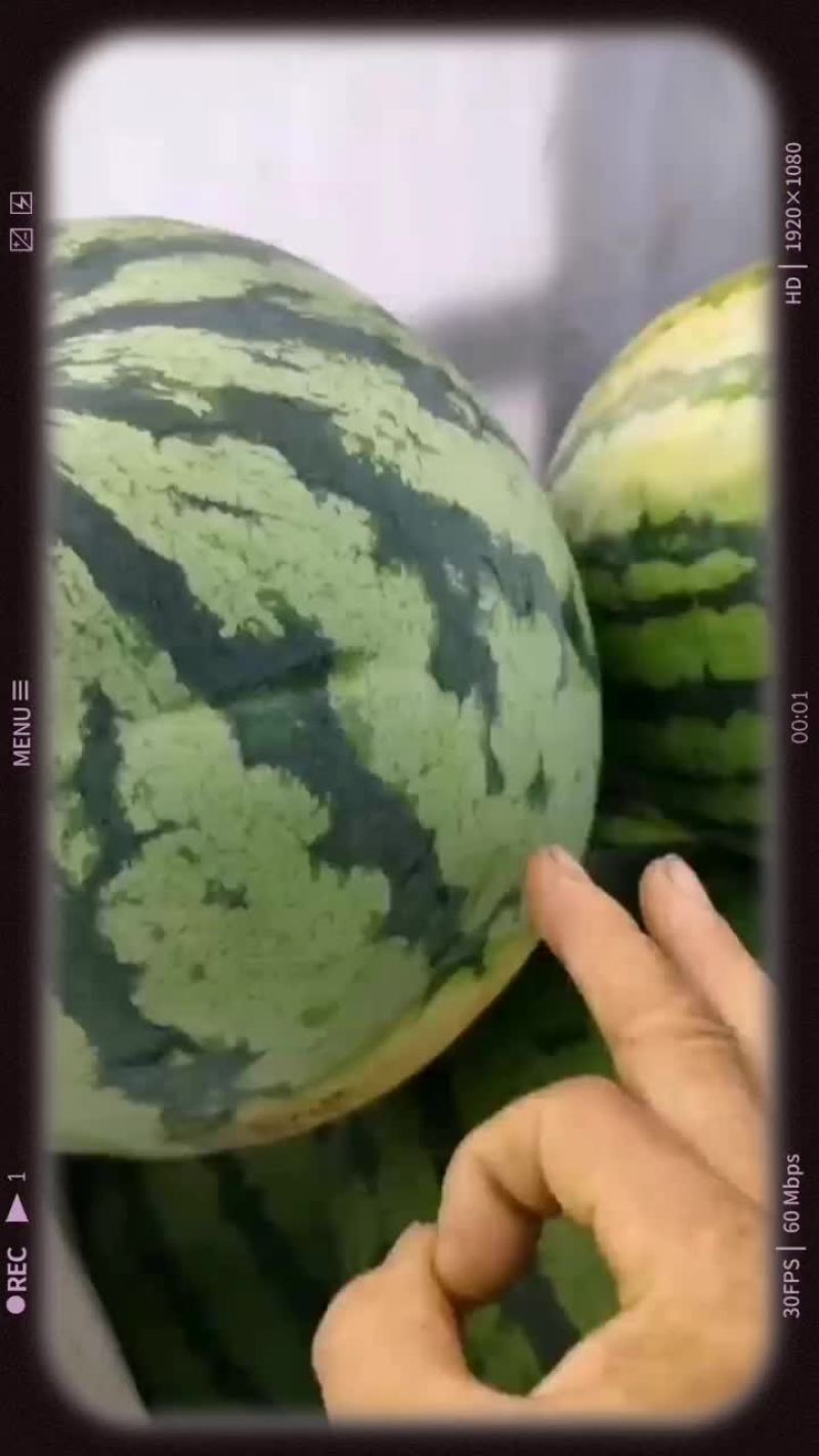 精品无籽麒麟原秧头茬