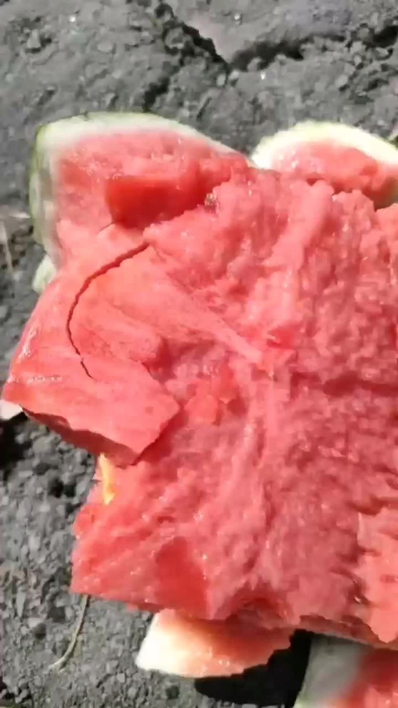 精品无籽麒麟原秧头茬