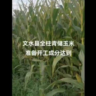 山西文水全株青储玉米上市