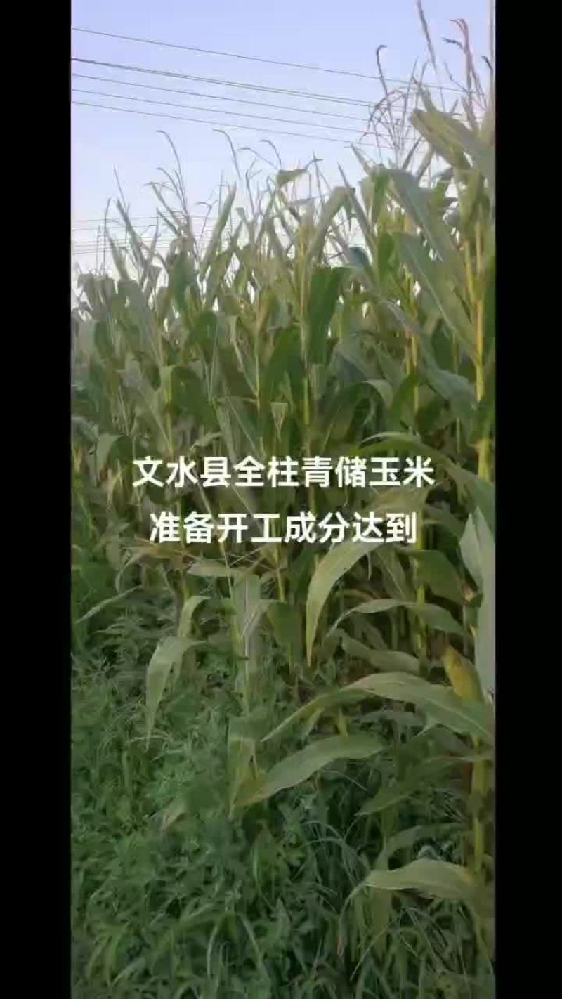 山西文水全株青储玉米上市