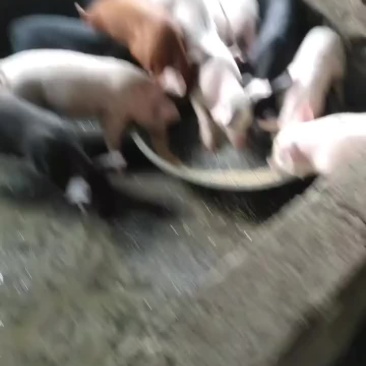 猪苗