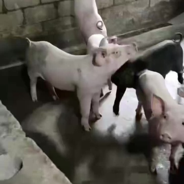 猪苗大量供应