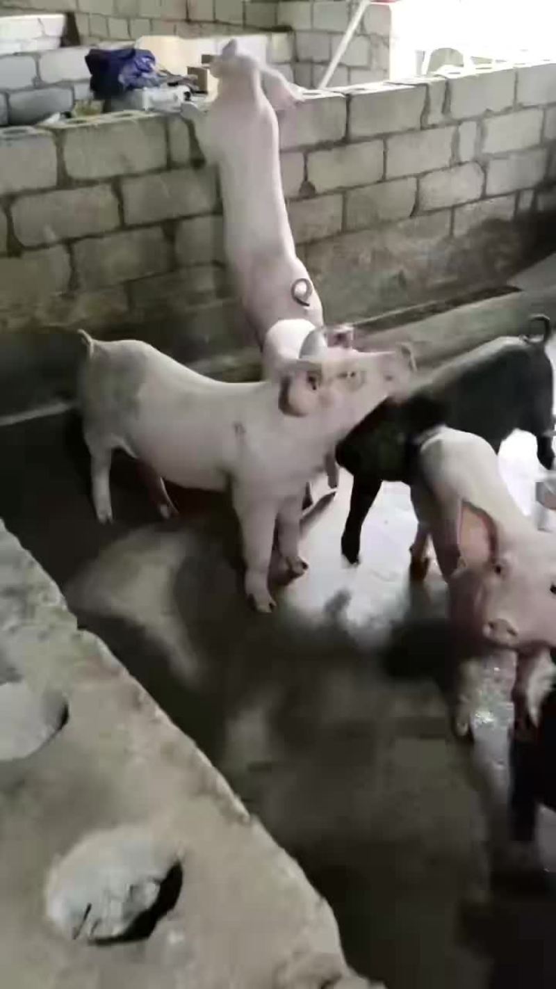 猪苗大量供应