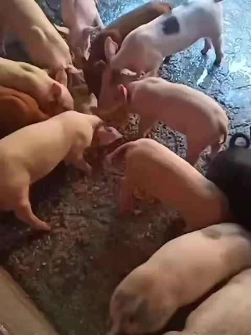 猪苗大量供应