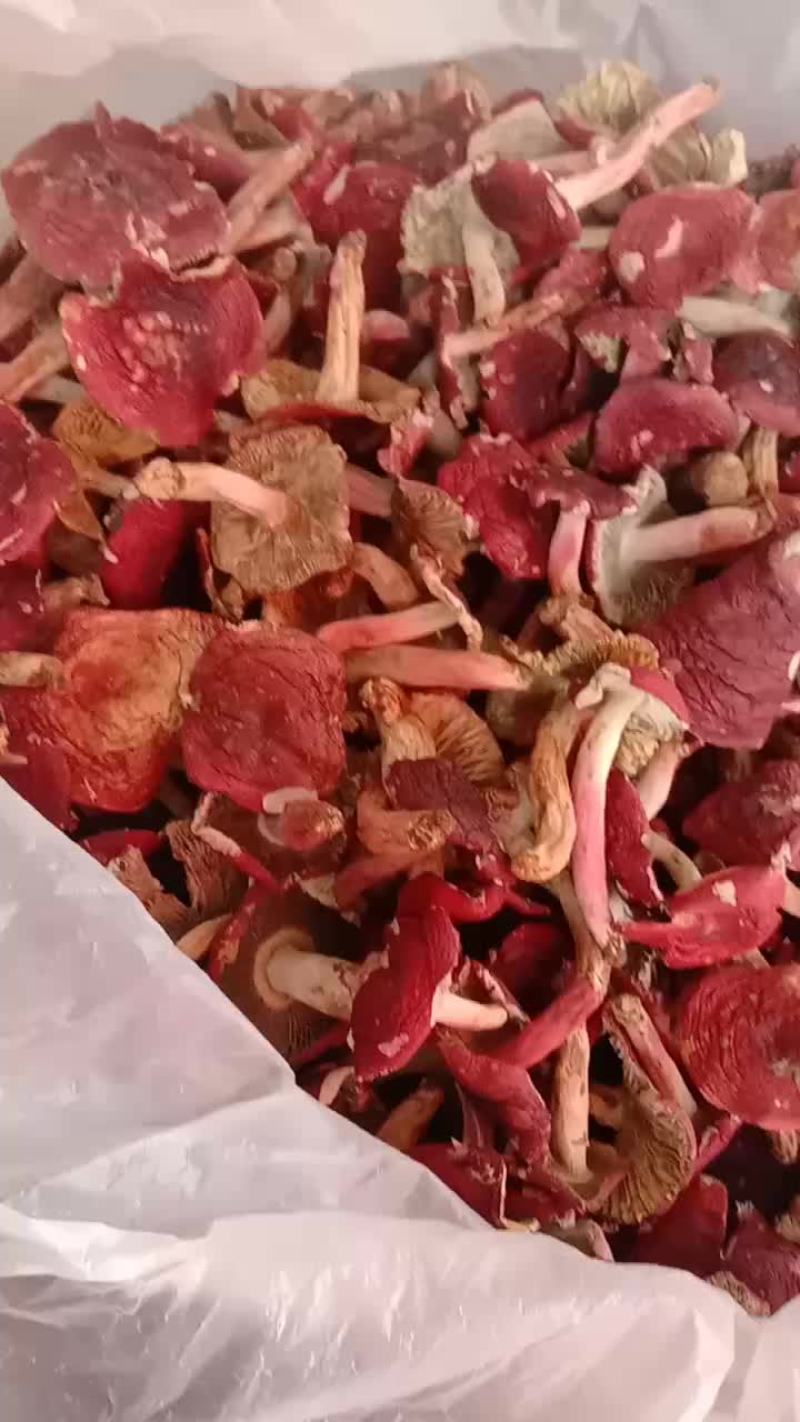 自家烘烤云南普洱大红菇开菇