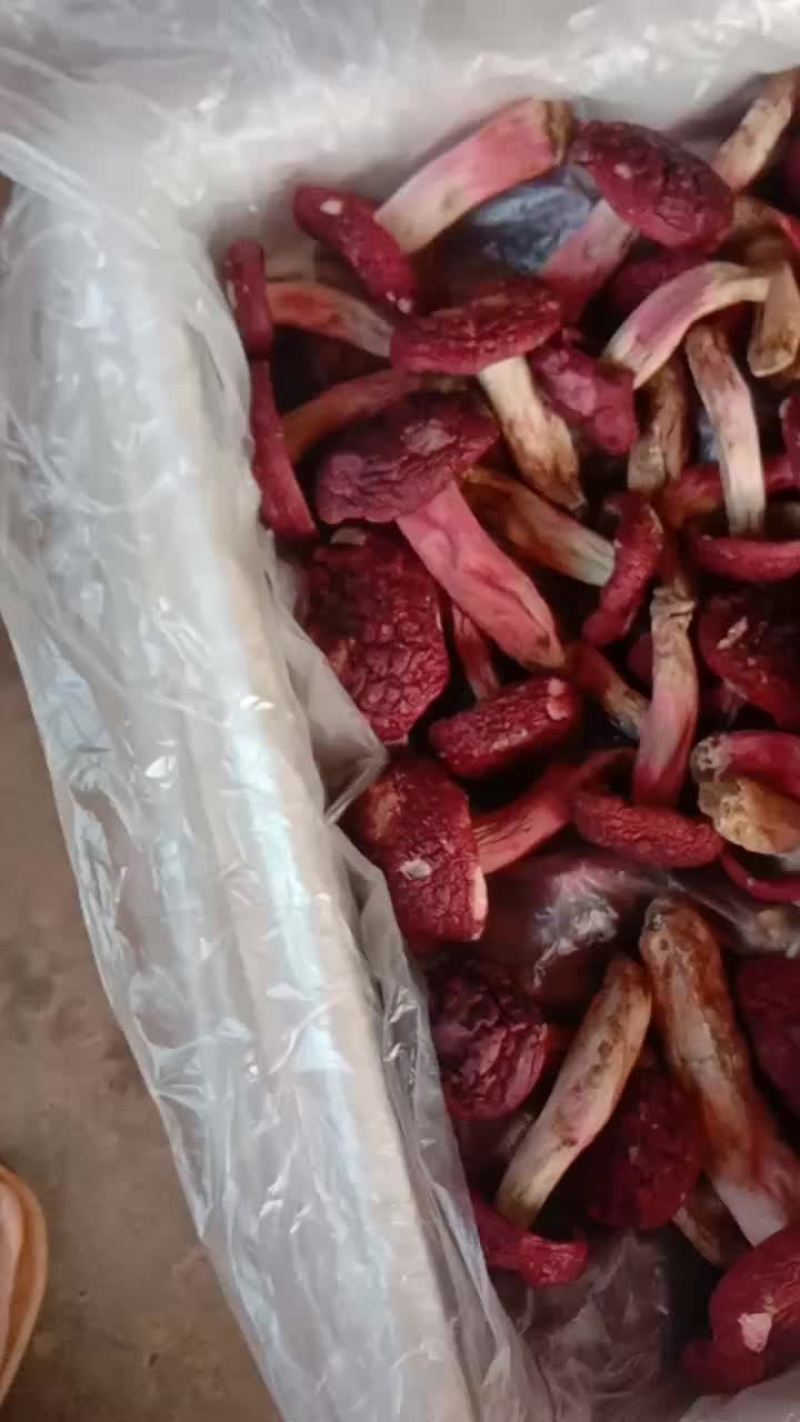 自家烘烤云南普洱大红菇开菇
