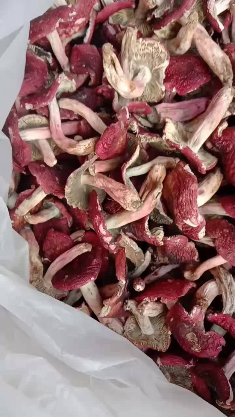 自家烘烤云南普洱大红菇开菇