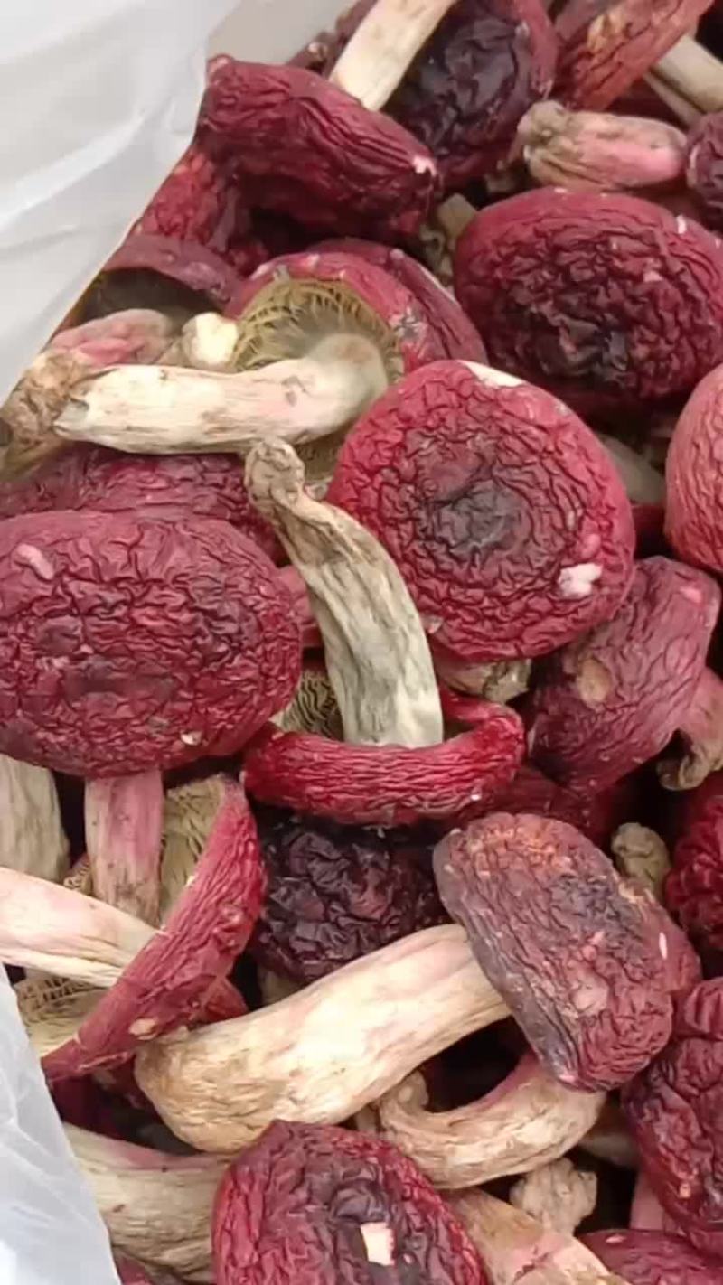 自家烘烤云南普洱大红菇开菇