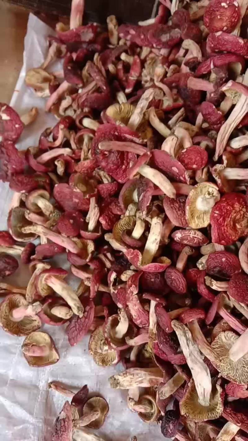 自家烘烤云南普洱大红菇开菇