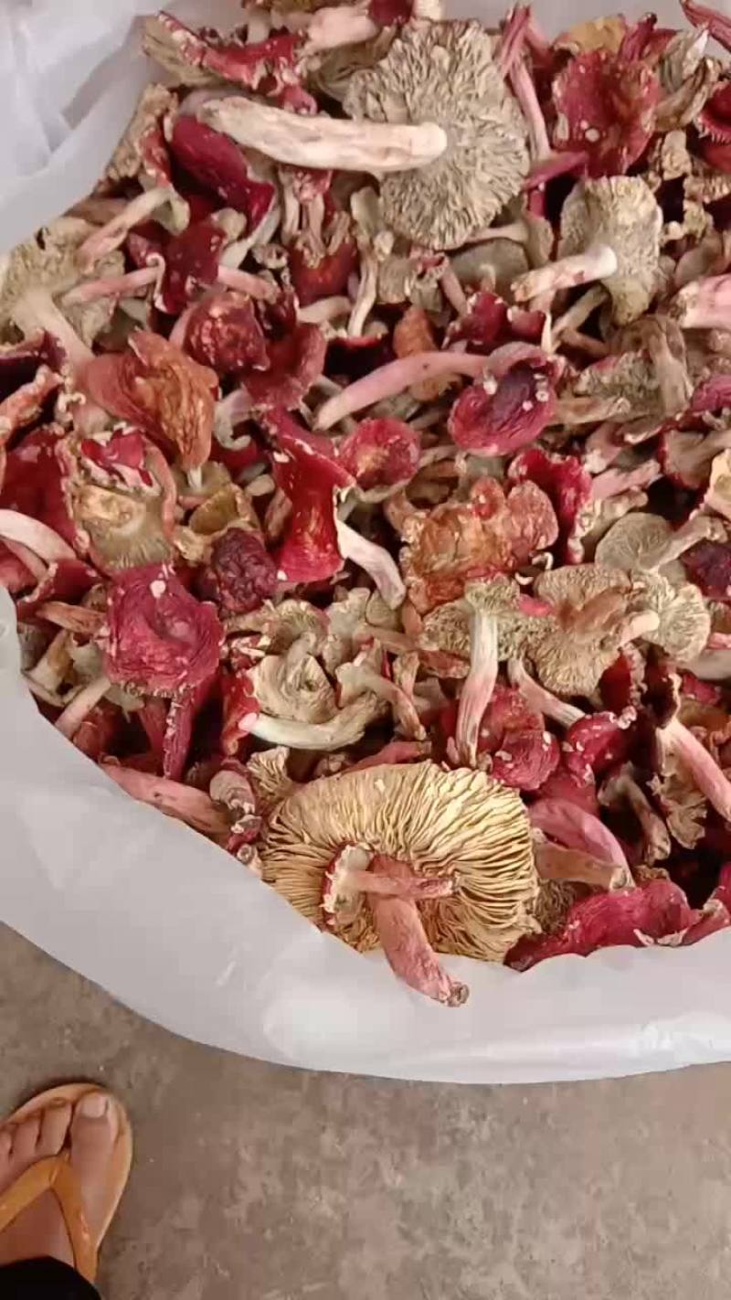 自家烘烤云南普洱大红菇开菇