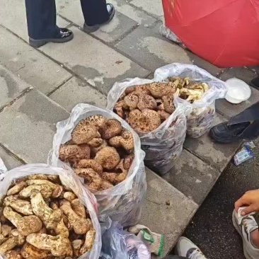 野生菌
