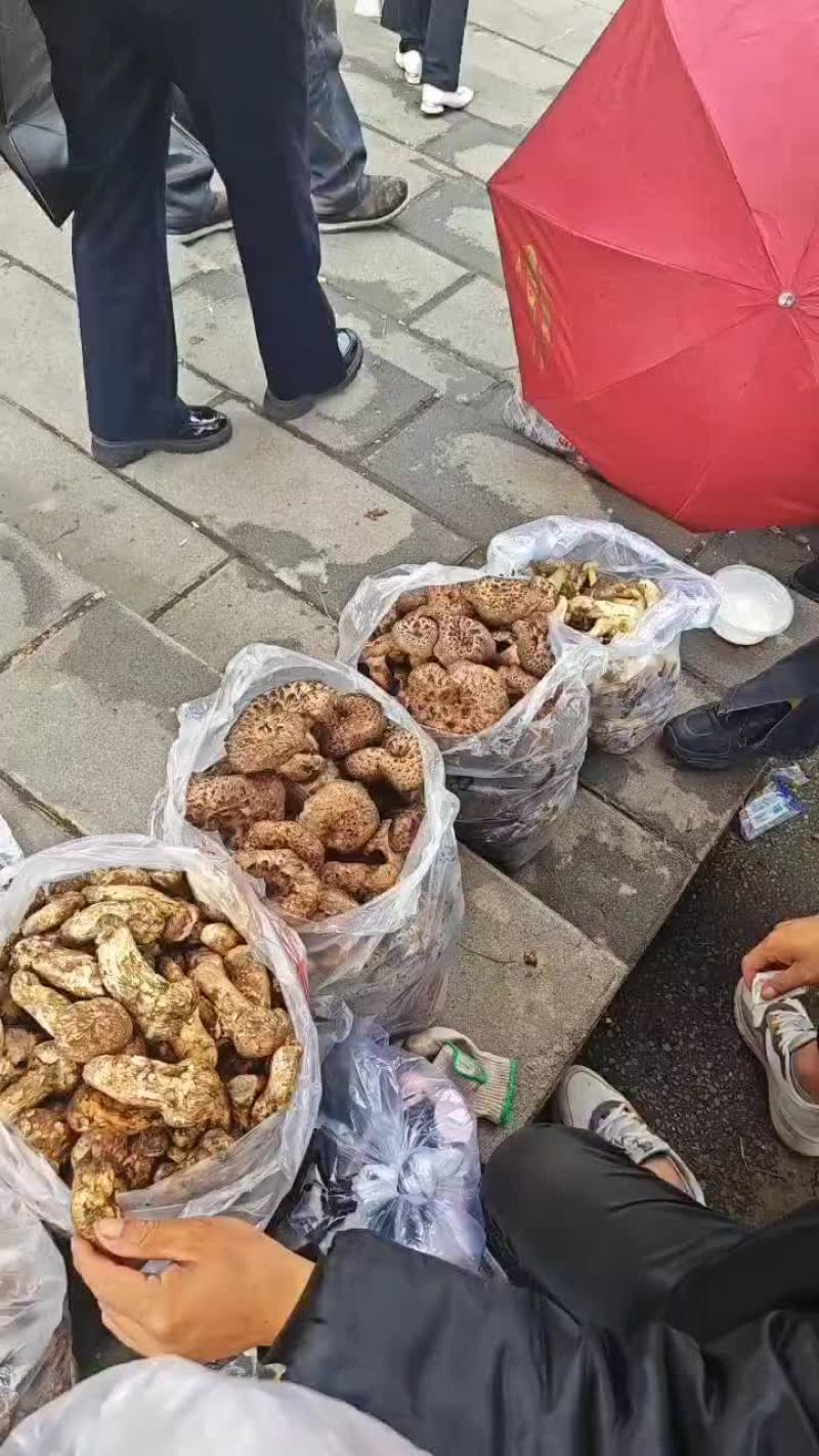 野生菌