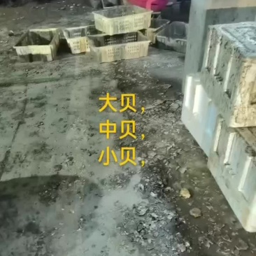 扇贝