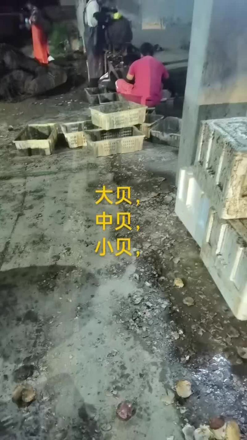 扇贝