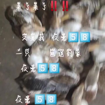 东场海鸭