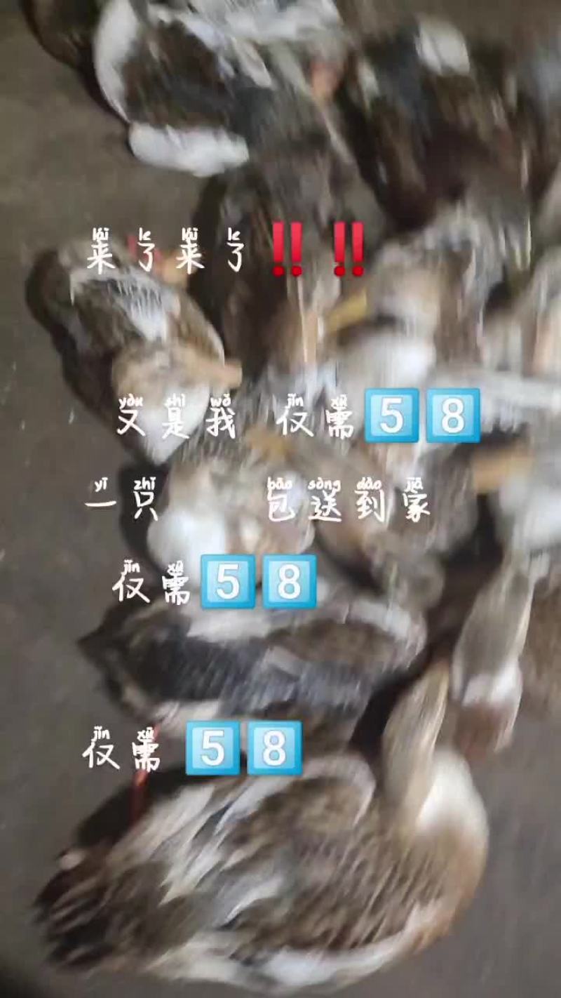东场海鸭