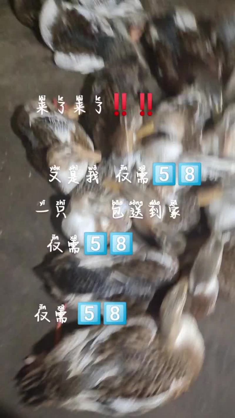 东场海鸭