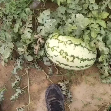 金花一号