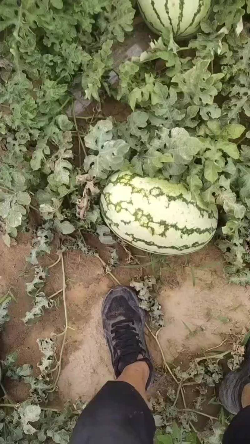 金花一号
