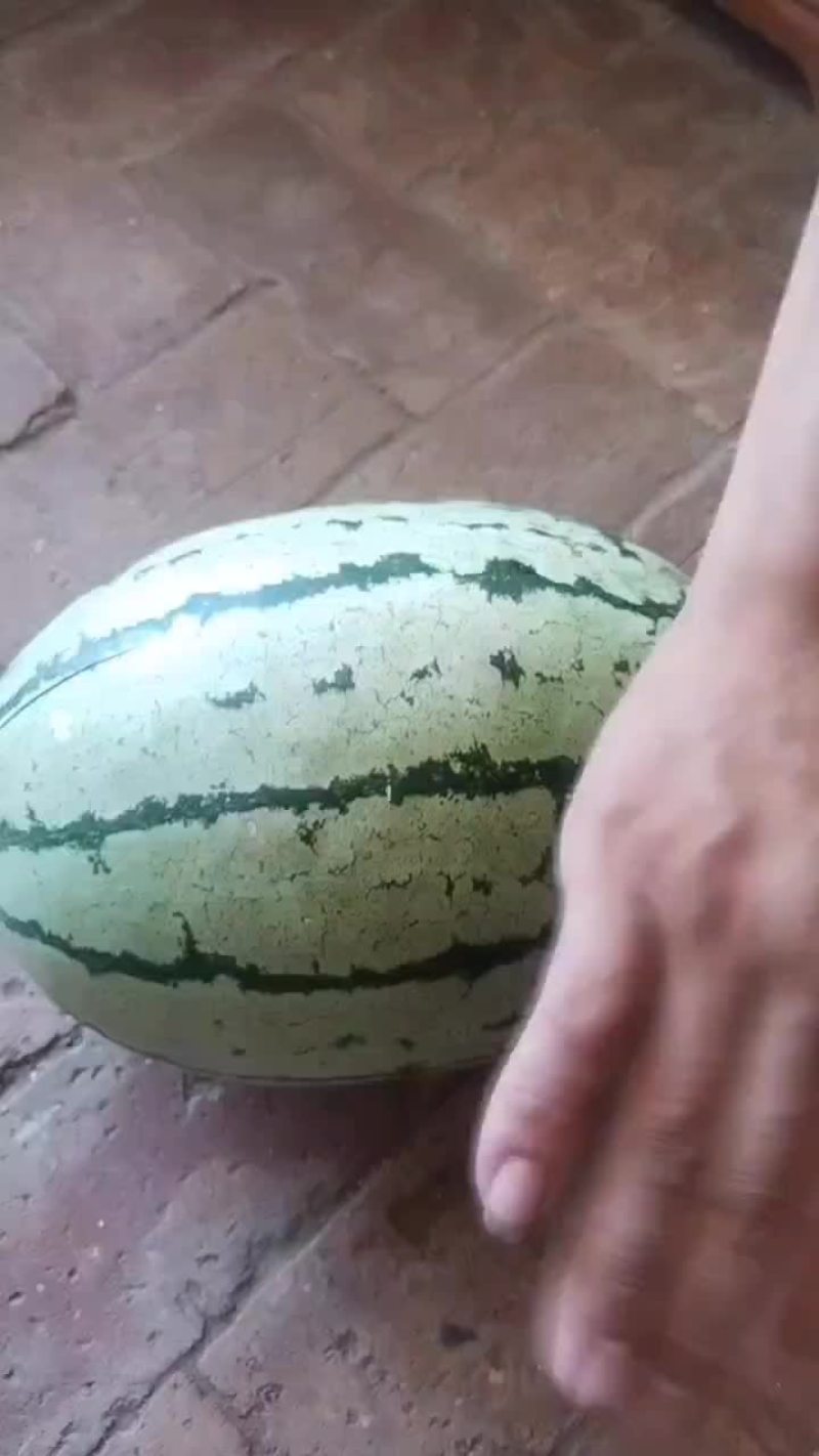 金花一号