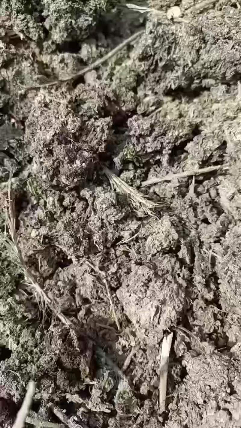 河南南阳干鸡粪，常年有货，袋装纯干鸡粪不含辅料，人工晾晒