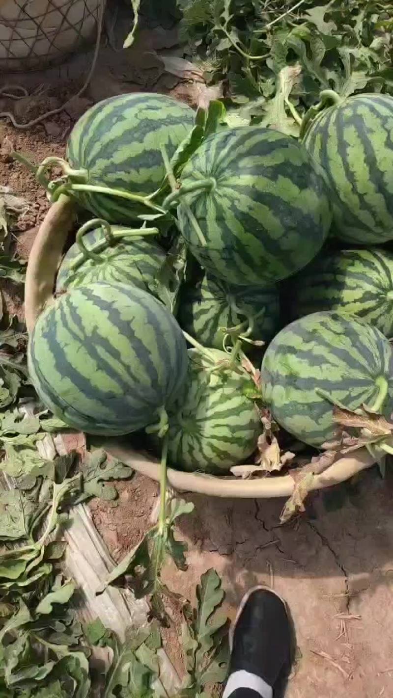 麒麟西瓜