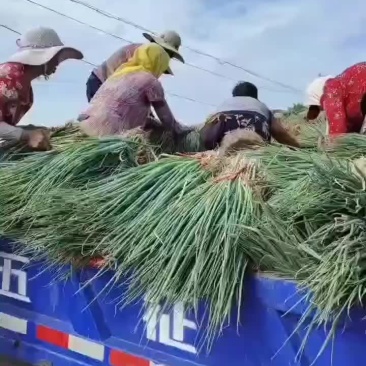 一代晚抽葱苗大量上市，品种齐全，保质保量，可以签合同