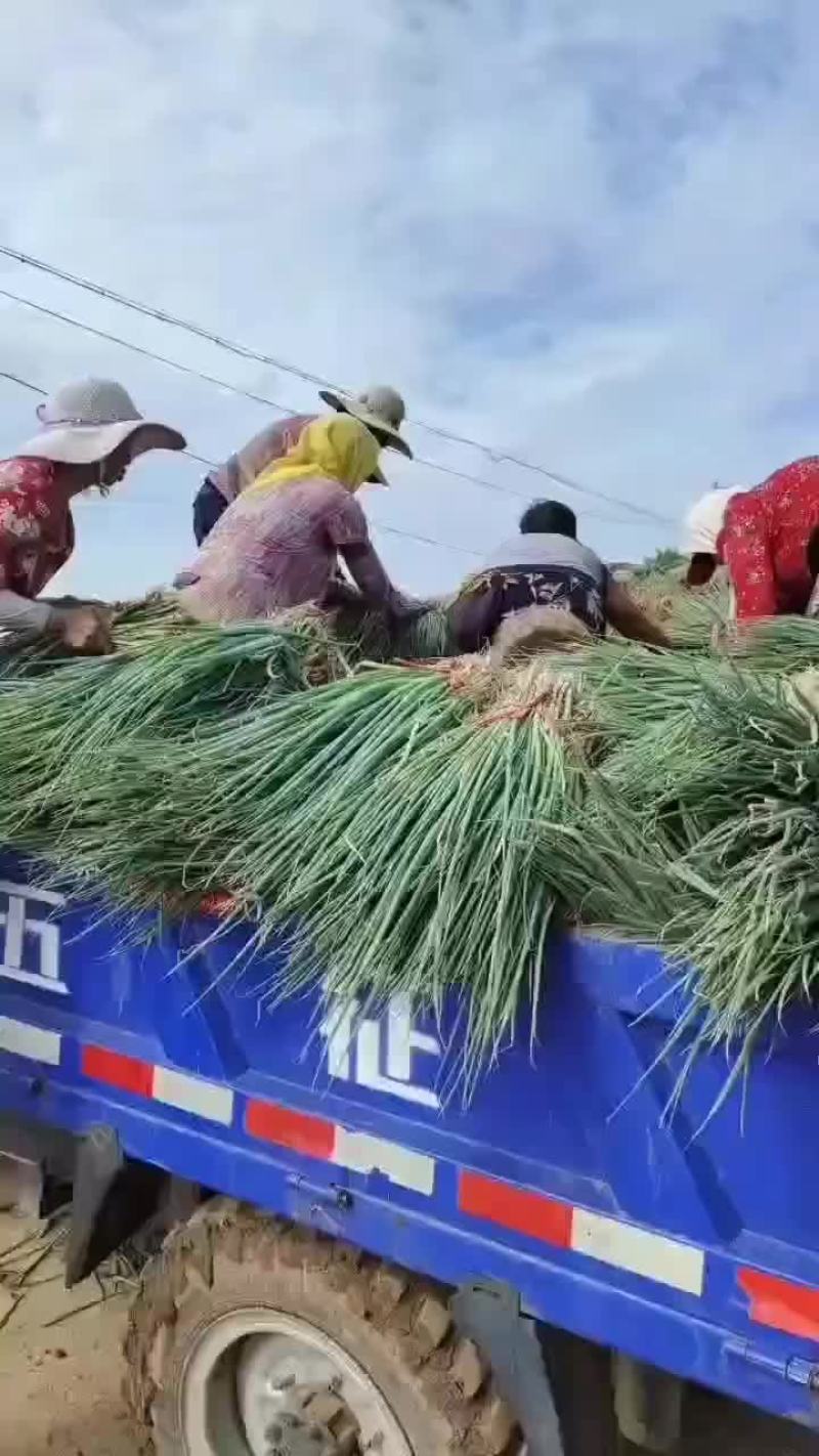 一代晚抽葱苗大量上市，品种齐全，保质保量，可以签合同