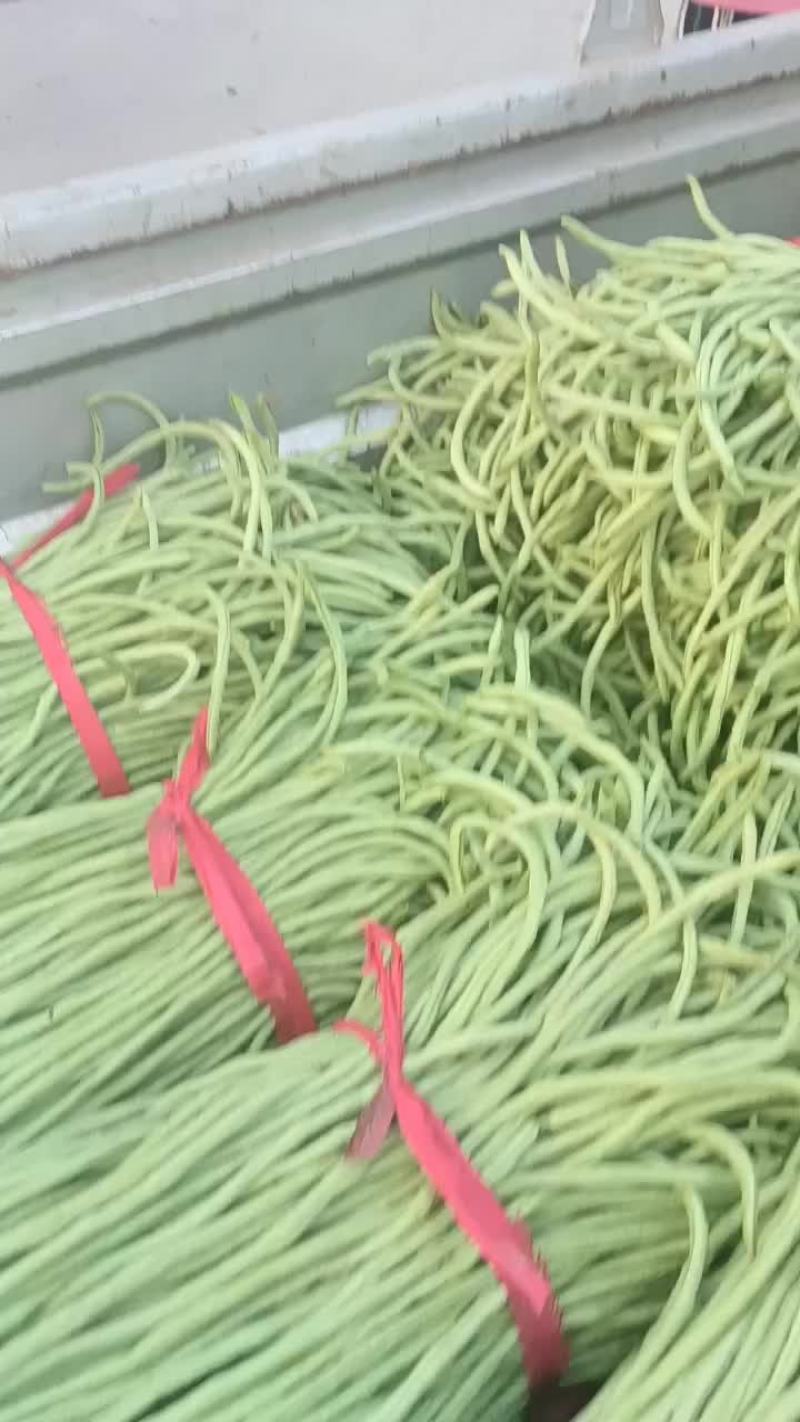 新乐市疏菜大棚基地，长豆角大量上市
