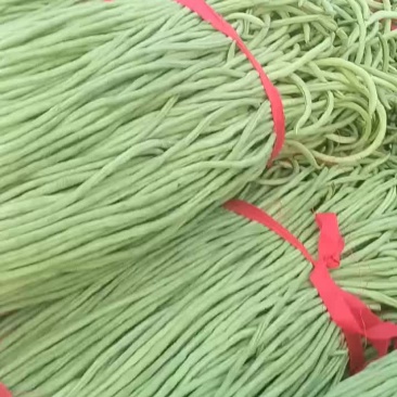 新乐市疏菜大棚基地，长豆角大量上市