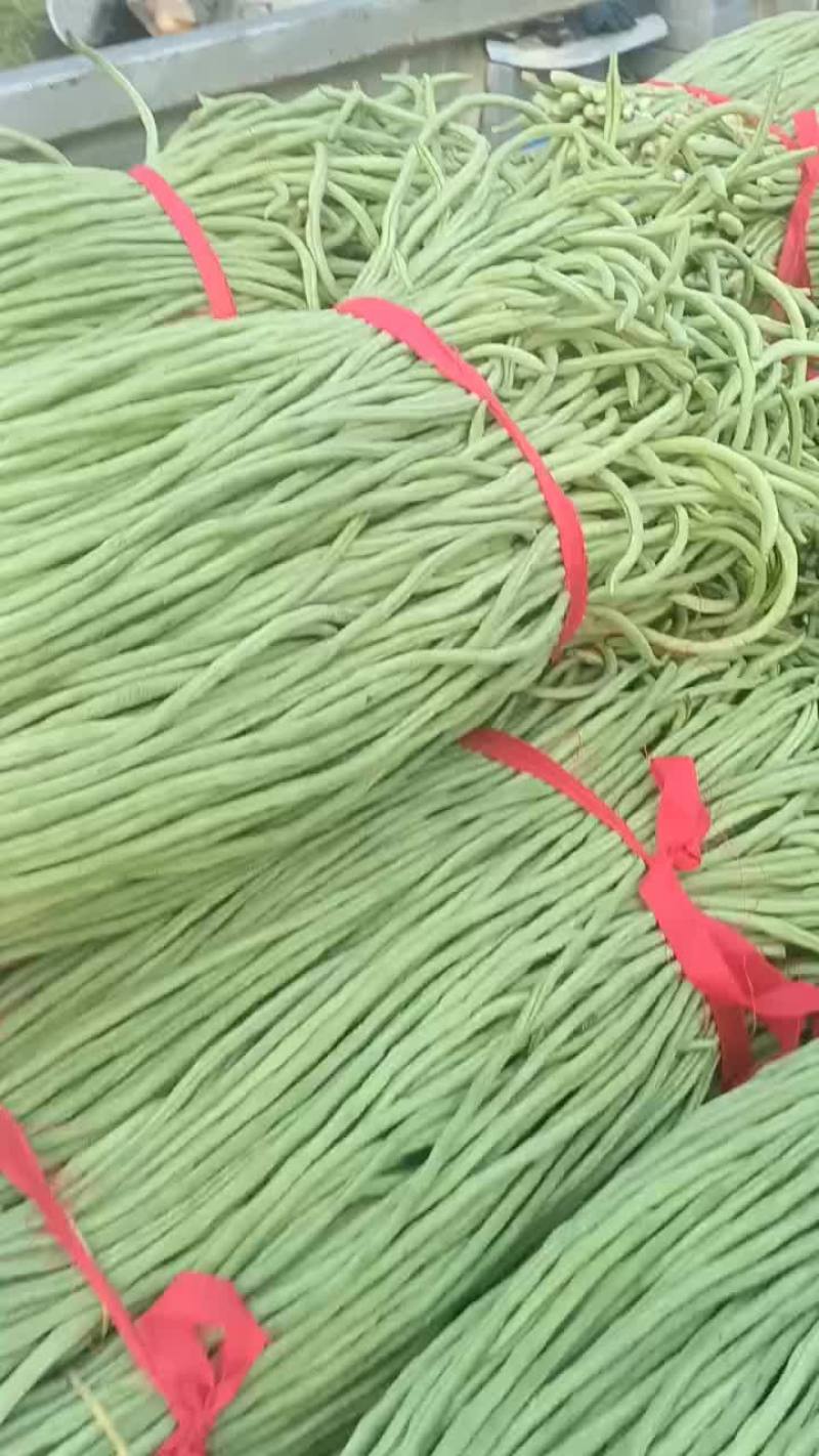 新乐市疏菜大棚基地，长豆角大量上市