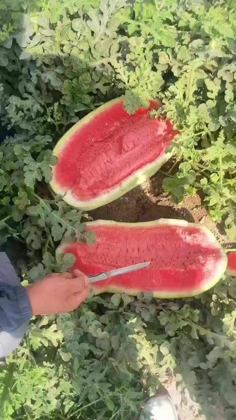 新疆双红金城五