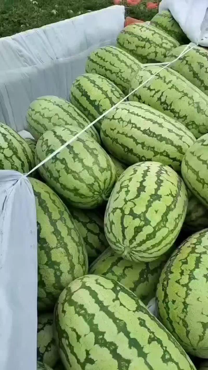 新疆双红金城五