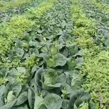 甘蓝菜