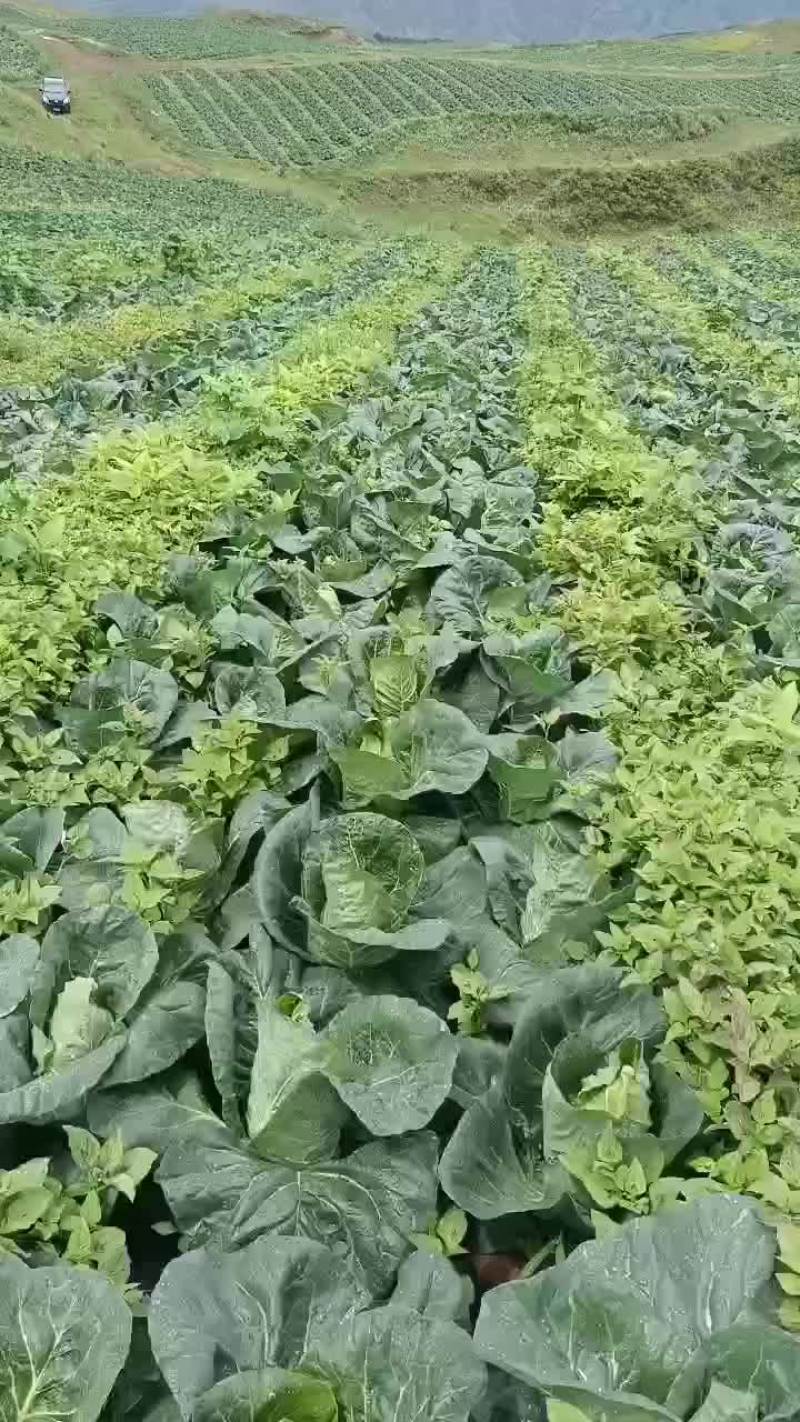 甘蓝菜