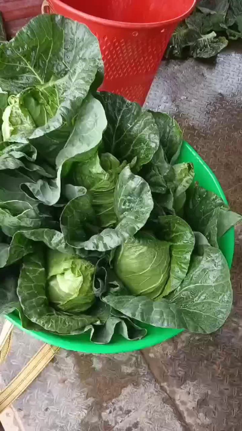 甘蓝菜