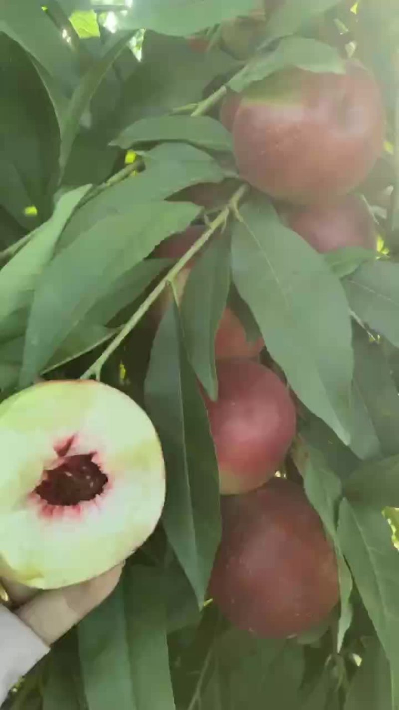 陕西千亩珍珠枣油桃上市