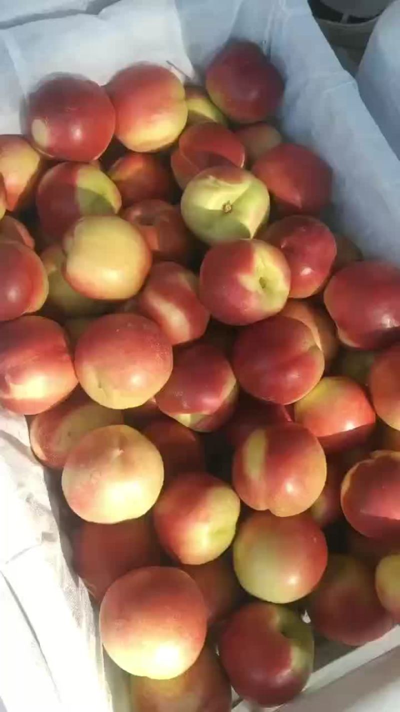 陕西千亩珍珠枣油桃上市