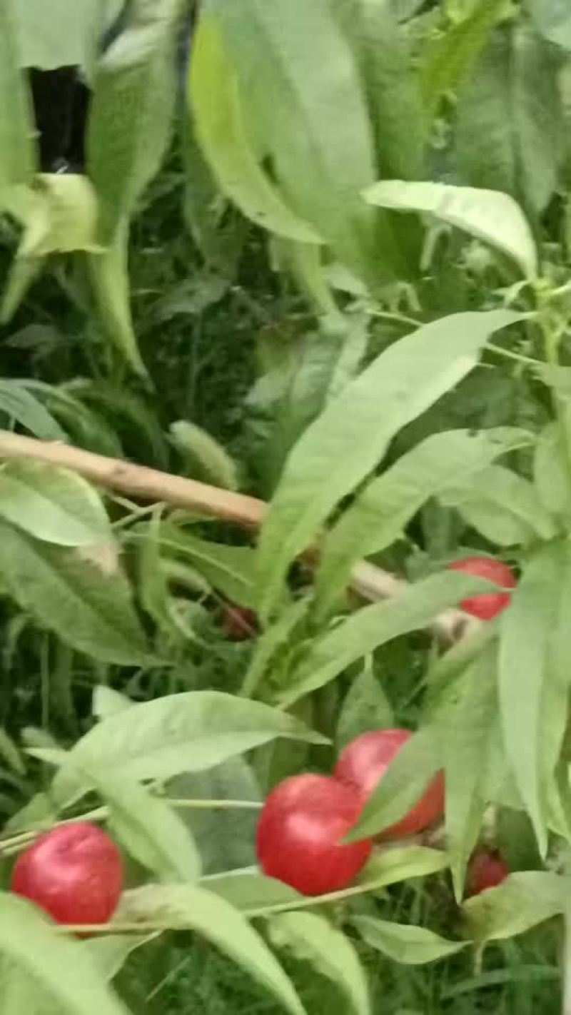 陕西千亩珍珠枣油桃上市