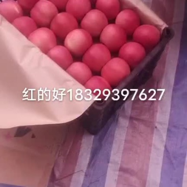 陕西合阳纸袋嘎啦苹果65起步20%着色摇园子价格低廉