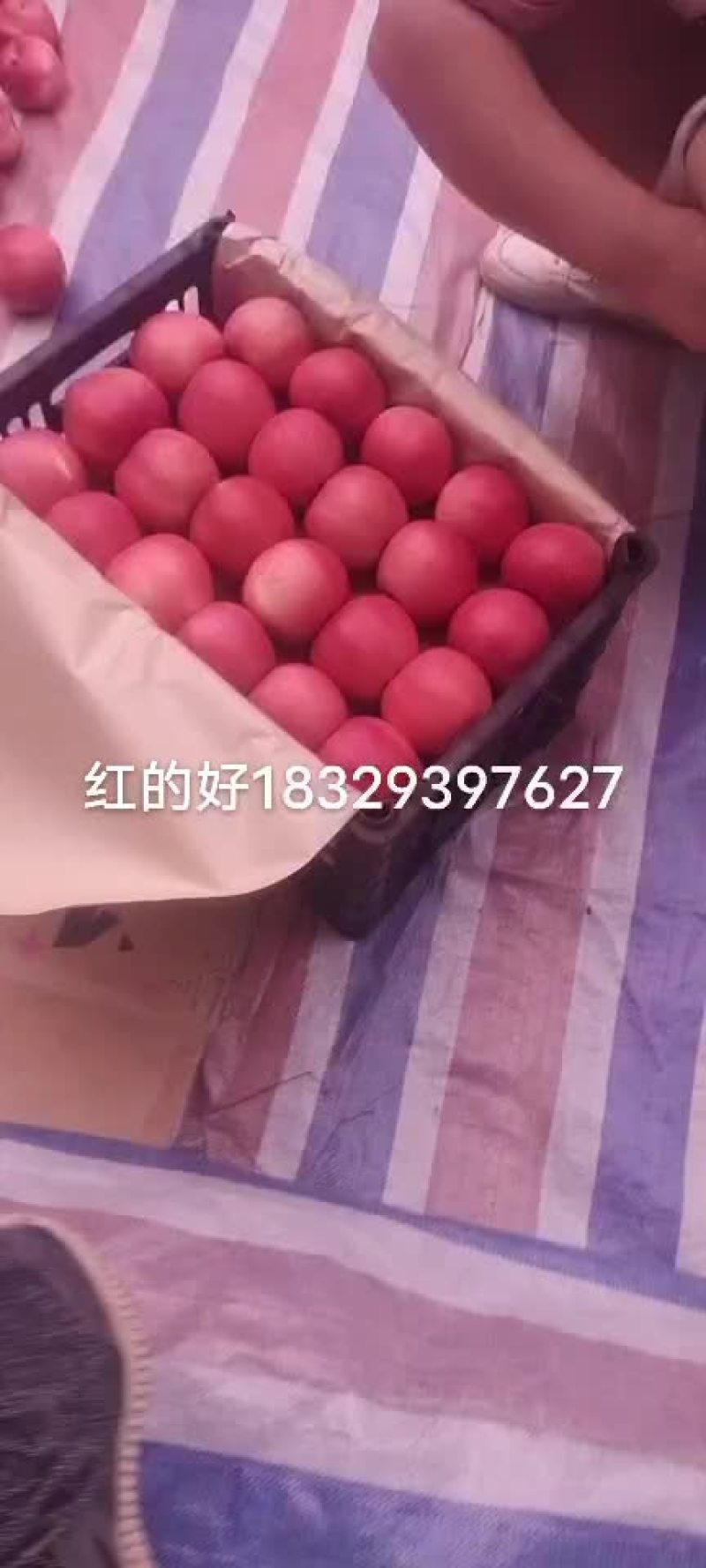 陕西合阳纸袋嘎啦苹果65起步20%着色摇园子价格低廉