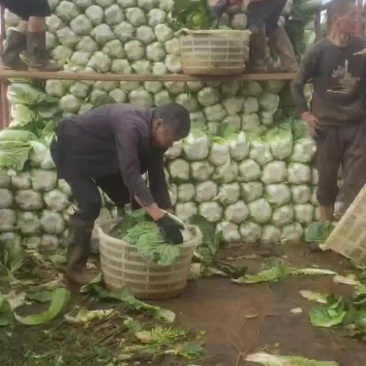 云南陆良山地大白菜